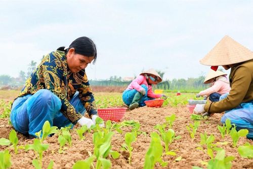Tất bật vụ rau Tết