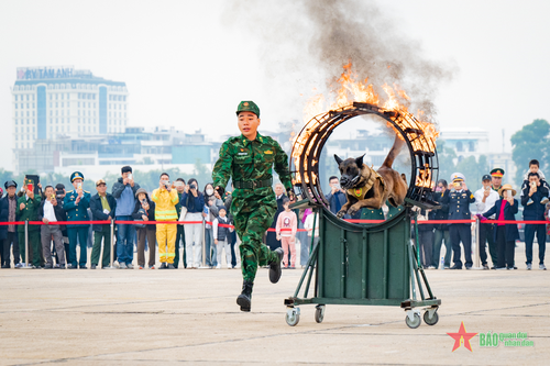 Quân khuyển Biên phòng trình diễn phục vụ người dân tham quan
