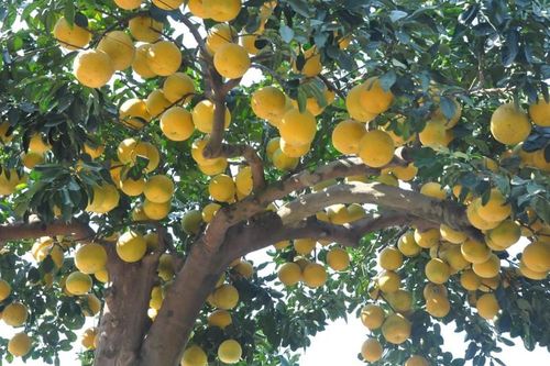 Cây bưởi 'siêu phẩm' có định giá 800 triệu đồng