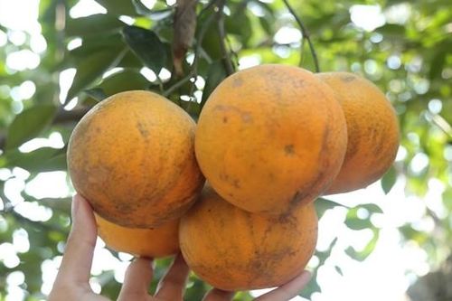 Cận cảnh giống cam 'tiến vua' 80.000 đồng/quả tại vườn