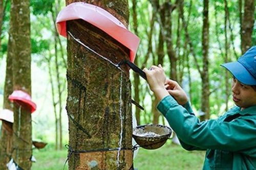 Tỉnh nào trồng nhiều cao su nhất cả nước?