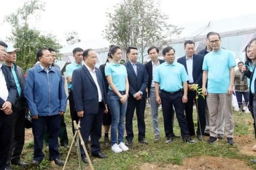 Triển vọng mô hình trồng rừng cải thiện sinh kế ở huyện rẻo cao Nghệ An