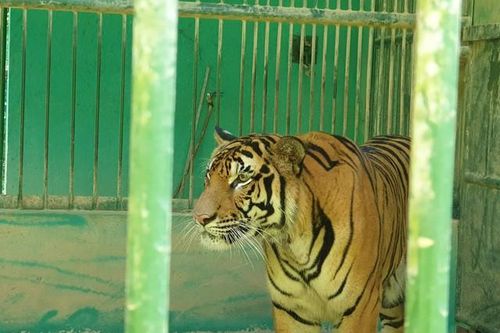 Quảng Bình: Chi 4,5 tỷ đồng làm hàng rào bảo vệ 7 con hổ