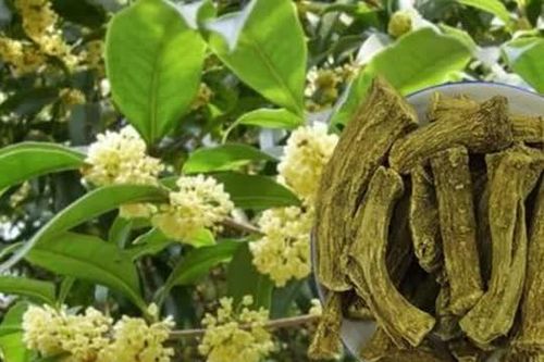 Loài cây được trồng nhiều ở Việt Nam mà các đại gia sẵn sàng trả bạc tỷ, gán thêm ô tô sang để mua