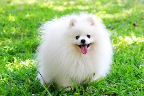 Loài chó 'quý tộc' thông minh nhất thế giới, khả năng ghi nhớ 'đáng gờm', con đắt nhất có giá lên đến 300 triệu