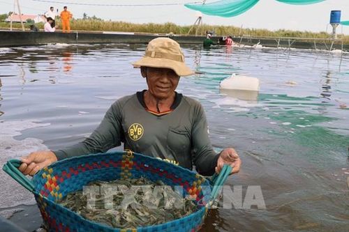 Giá tôm tăng khá giúp tăng lợi nhuận cho nông dân