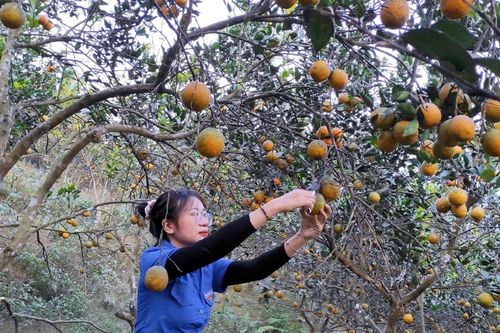 Trái ngọt trên vùng đất khó