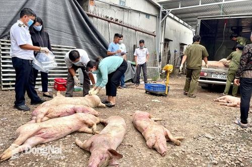Công an Định Quán phát hiện hơn 7 tấn thịt heo chết, không rõ nguồn gốc