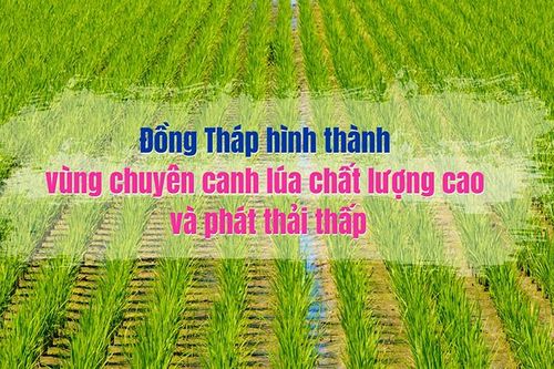 Đồng Tháp hình thành vùng chuyên canh lúa chất lượng cao và phát thải thấp