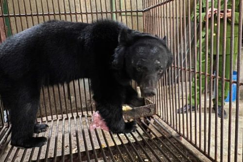 Giải cứu 1 cá thể gấu ngựa sau 8 năm bị nuôi nhốt
