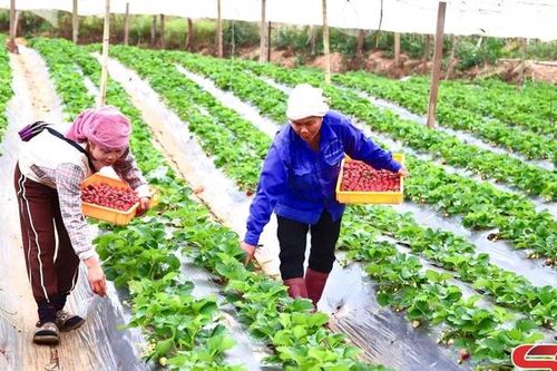 Nông dân Mộc Châu thu hoạch dâu tây chín sớm