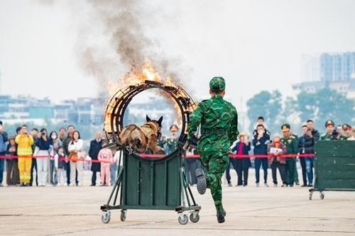 Chó nghiệp vụ từng cứu hộ Làng Nủ trình diễn tại Triển lãm Quốc phòng