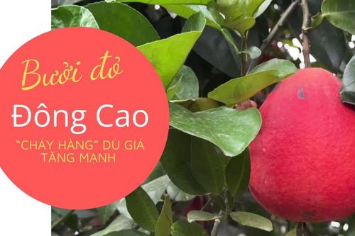 Bưởi đỏ Đông Cao 'cháy hàng' dù giá tăng mạnh