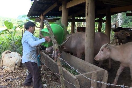 Tăng cường các biện pháp phòng chống đói, rét cho đàn gia súc