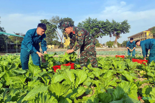 Sao vuông 'vắt sỏi' nuôi rau