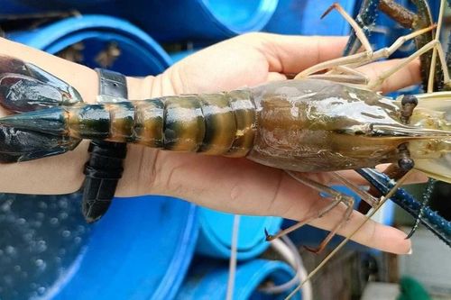 Gây mê tôm càng xanh để bảo đảm chất lượng