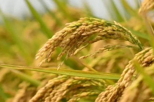 Trung Quốc tìm ra cách chỉnh sửa gene giúp cây trồng thích ứng với biến đổi khí hậu