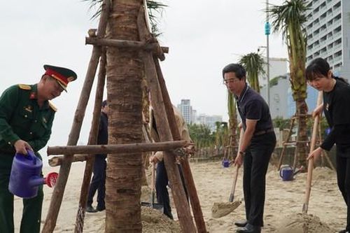Trồng thêm hàng trăm cây dừa, biển Đà Nẵng ngát xanh