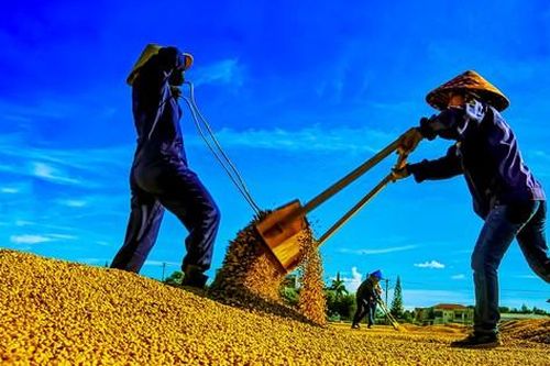 Nhộn nhịp mùa thu hoạch cà phê trên cao nguyên Đắk Lắk