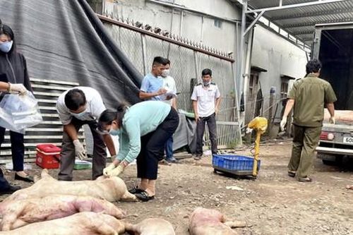 Phát hiện gần 7 tấn thịt heo chết tại cơ sở giết mổ lậu ở Đồng Nai