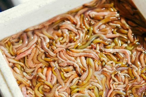 Hai lý do khiến rươi ngon nhưng dễ mang họa
