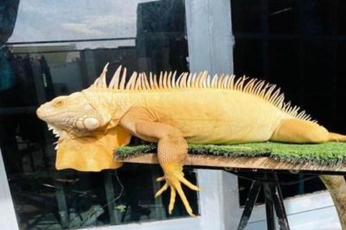 Kiểm soát hoạt động buôn bán động vật hoang dã ngoại lai tại Việt Nam