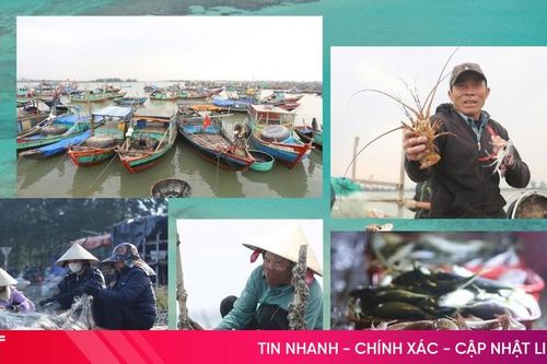 Ngư dân Hà Tĩnh tất bật mưu sinh dịp cuối năm