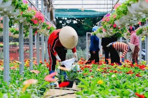 'Hái ra tiền' từ du lịch nông thôn