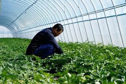 Trồng thứ ai cũng trồng được theo cách 'lập dị', 1 năm thu gần 170 tỉ