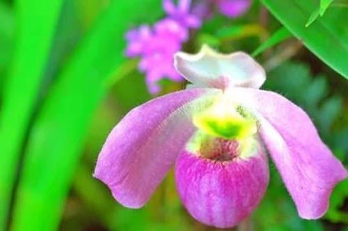 Loài hoa lan độc nhất vô nhị trên thế giới, sở hữu 'núi tiền' cũng không mua nổi, chỉ Việt Nam mới có