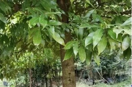 Loại gỗ có giá trị gấp 10 lần vàng, 1 cây cũng có giá hơn 350 tỷ nhưng không ai dám trồng, lý do là gì?