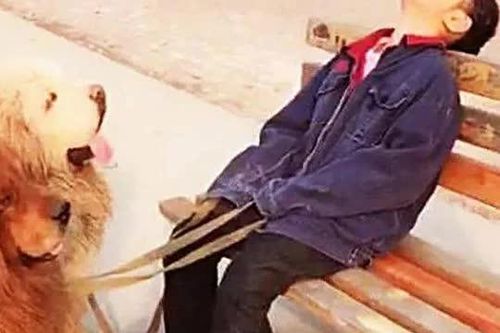 Con gái dắt 3 chú chó Ngao Tạng đi bộ mãi không về, bố đi tìm thấy cảnh tượng dở khóc dở cười