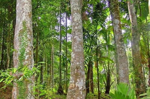 Loại gỗ quý hiếm nằm trong Sách đỏ Việt Nam, 800 năm mới được thu hoạch, được mệnh danh 'vàng đen'