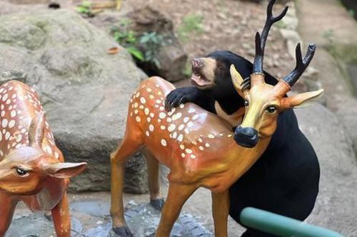 Gấu 'Noel' bất ngờ biết khui quà tại sở thú