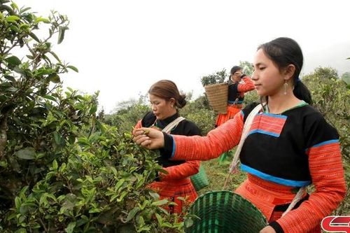 Bắc Yên phát triển nông lâm nghiệp bền vững