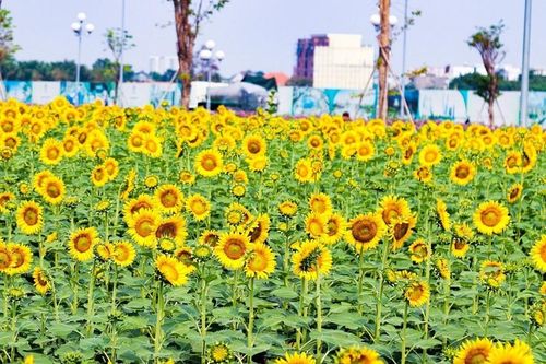 Lễ hội hoa hướng dương 2024: Vũ điệu sắc màu và âm nhạc chào năm mới