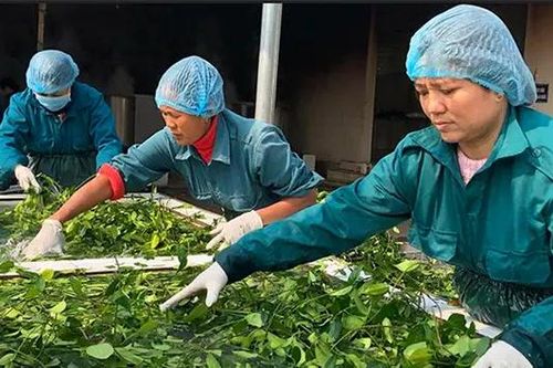 Phát huy tiềm năng dược liệu Việt Nam