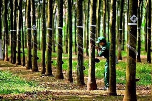 Tập đoàn Công nghiệp Cao su Việt Nam (GVR) đặt mục tiêu lãi trước thuế nătm 2025 đạt hơn 4.500 tỷ đồng