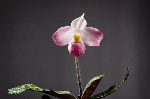 Loài hoa lan độc nhất vô nhị trên thế giới, chỉ có ở Việt Nam