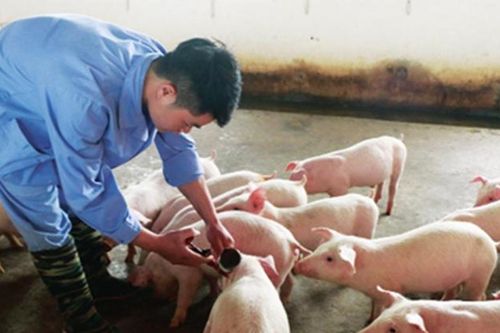 Hướng đến chăn nuôi an toàn, bền vững