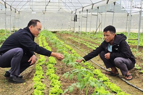 Phát triển mô hình trồng rau, củ xứ lạnh tại Măng Đen