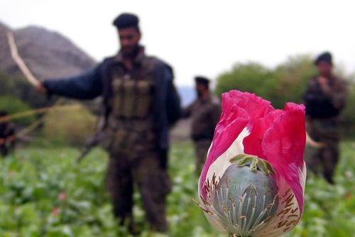 Đằng sau lệnh xóa sổ 'nền kinh tế thuốc phiện' của Taliban