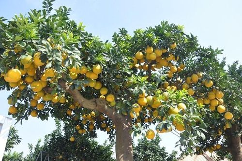 Ngắm bưởi cảnh trĩu trịt quả chờ khách 'rước' về chơi Tết 2025