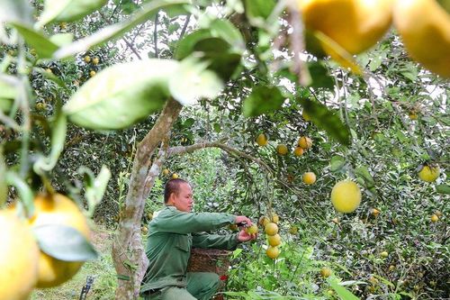 Nông dân huyện Tương Dương biến đất đồi thành vườn cam, bưởi trĩu quả