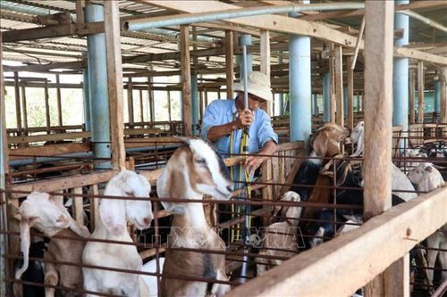 Loạt giải pháp hỗ trợ nông dân ven biển nuôi dê thịt