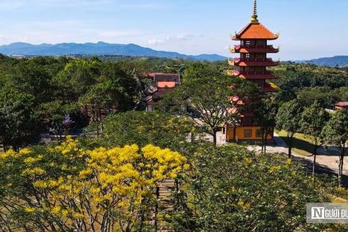 Xao xuyến với sắc phượng vàng rực rỡ trên cao nguyên