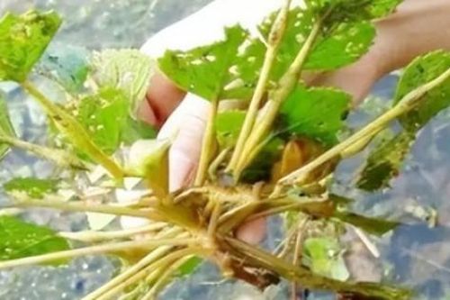 Quà vặt tuổi thơ 0 đồng, nay thành đặc sản giúp nhiều người 'hốt bạc'
