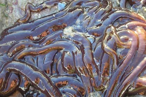 Top 10 loài động vật dài nhất thế giới: Vị trí số 1 lên tới 55 mét