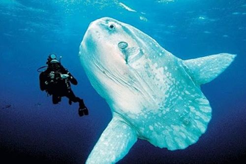 Loài động vật đẻ nhiều nhất trên thế giới, có thể đẻ hàng trăm triệu trứng nhưng vẫn là loài quý hiếm: Tại sao vậy?