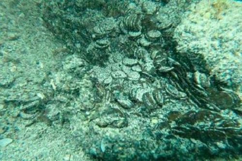 Tìm thấy hơn 30.000 đồng xu cổ niên đại hàng ngàn năm ngoài khơi biển Sardinia